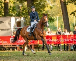 jumper Capistrano 6 (German Sport Horse, 2015, from Cassico)