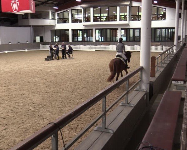 Westfälische Stutenleistungsprüfung Münster-Handorf 2024