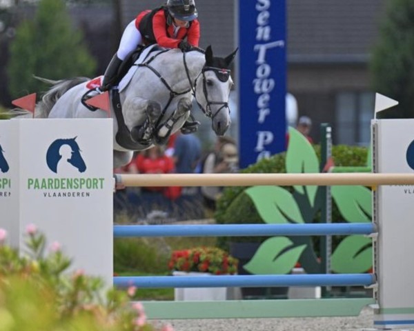 jumper Tankardstown Dreamer (Irish Sport Horse, 2015, from Hermes de Reve)