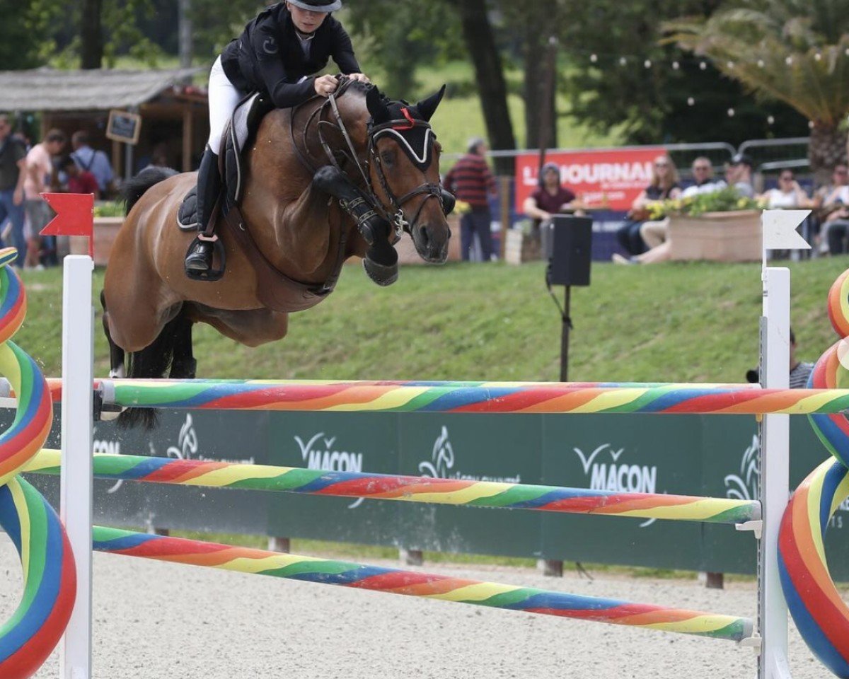 jumper Safira S Gold (Westphalian, 2016, from Stakkato Gold)