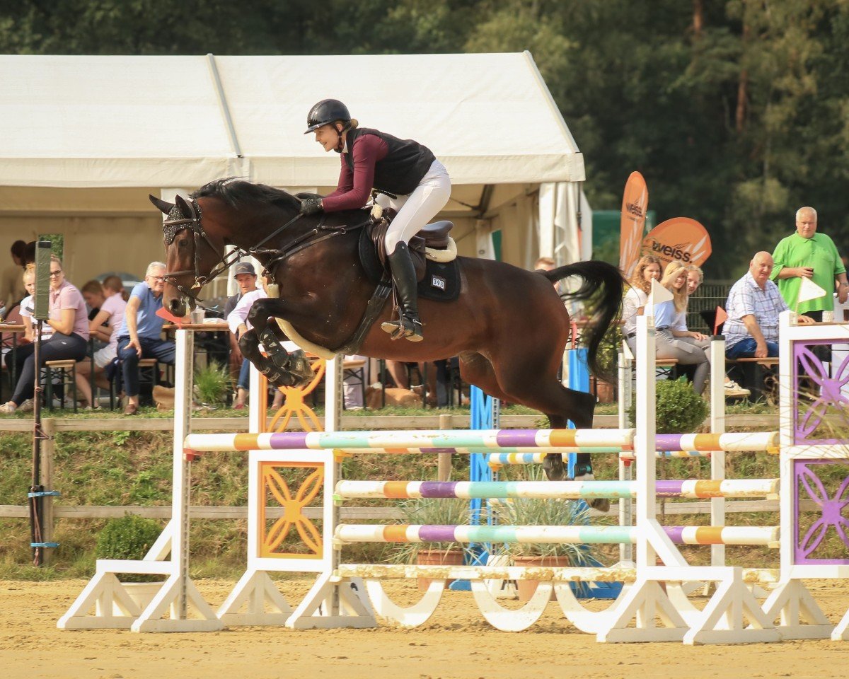 Zuchtstute Inka 497 (Holsteiner, 2016, von Conway II)