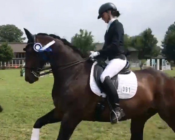 dressage horse Fiorell 3 (Hanoverian, 2008, from Fidertanz)