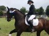 dressage horse Fiorell 3 (Hanoverian, 2008, from Fidertanz)