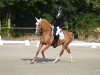 dressage horse ZGW Ramina (German Riding Pony, 2018, from Dornik-Double)