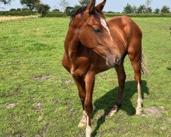 Springpferd Hengst von Action Breaker / Cash and Carry (Holsteiner, 2023, von Action-Breaker)