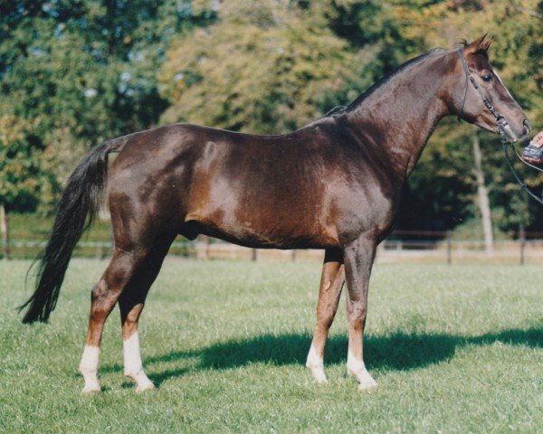 Deckhengst Juravel ox (Vollblutaraber, 1987, von Kapral 1980 ox)