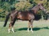 stallion Juravel ox (Arabian thoroughbred, 1987, from Kapral 1980 ox)