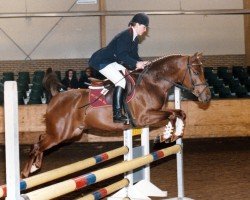 horse Jurenco Nieuwmoed (Nederlands Rijpaarden en Pony, 1992, from Juravel ox)