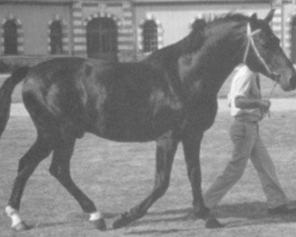 stallion Nantoung (Selle Français, 1979, from Diaghilev xx)