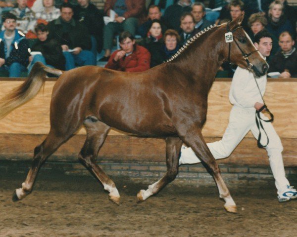 horse Jurie's Nieuwmoed (Nederlands Rijpaarden en Pony, 1994, from Juravel ox)