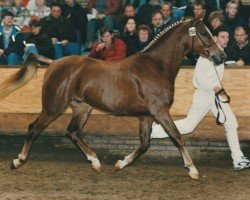 Pferd Jurie's Nieuwmoed (Nederlands Rijpaarden en Pony, 1994, von Juravel ox)