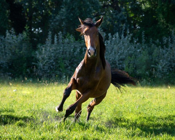 dressage horse First Flake HGS (Westphalian, 2023, from Faszination de Malleret)