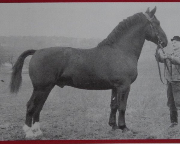 Deckhengst Echo Th 750 (Schweres Warmblut, 1953, von Erlkoenig 4001)