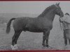 stallion Echo Th 750 (Heavy Warmblood, 1953, from Erlkoenig 4001)