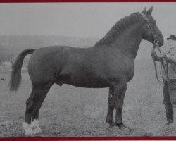 stallion Echo Th 750 (Heavy Warmblood, 1953, from Erlkoenig 4001)