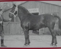 Deckhengst Erlvoigt Th 797 (Schweres Warmblut, 1958, von Echo Th 750)