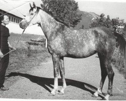 broodmare Caravella ox (Arabian thoroughbred, 1975, from Aswan 1958 EAO)