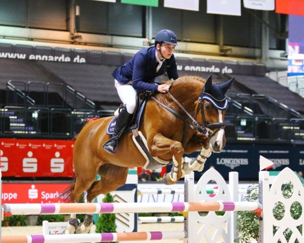 Springpferd Baloubina 8 (Oldenburger Springpferd, 2012, von Balou du Rouet)