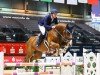 jumper Baloubina 8 (Oldenburg show jumper, 2012, from Balou du Rouet)