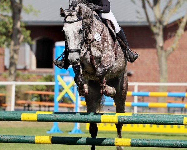 jumper Damian WN (Mecklenburg, 2019, from Don van het Parelshof Z)