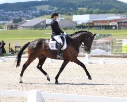 dressage horse Damon 44 (German Sport Horse, 2014, from Decurio 3)