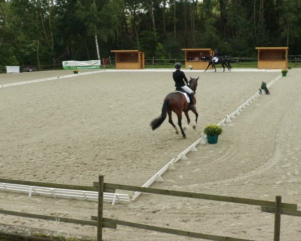 Reitturnier Ditzingen 2024