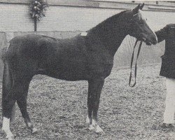 stallion Pertann (Nederlands Rijpaarden en Pony, 1982, from Purpur ox)