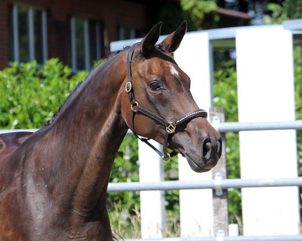 broodmare Lajema (Hanoverian, 2007, from Lauries Crusador xx)