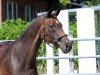 broodmare Lajema (Hanoverian, 2007, from Lauries Crusador xx)