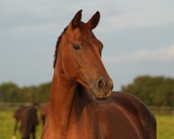 broodmare Latina Jazz (Oldenburg, 2018, from Fürst Jazz)