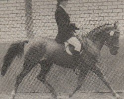 horse Edelwijs (Nederlands Rijpaarden en Pony, 1975, from Purpur ox)