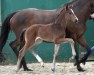 foal by Hengst von Sebastino PS / Sir Donnerhall (Oldenburg, 2024, from Sebastino PS)