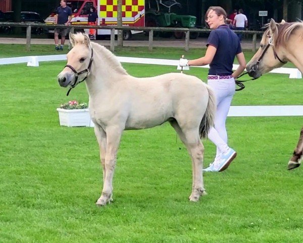 foal by Nara (Fjord Horse, 2024, from Konrad)