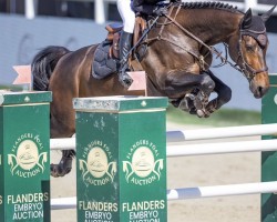 jumper Quite van Koekshof (Belgian Warmblood, 2016, from Elvis Ter Putte)