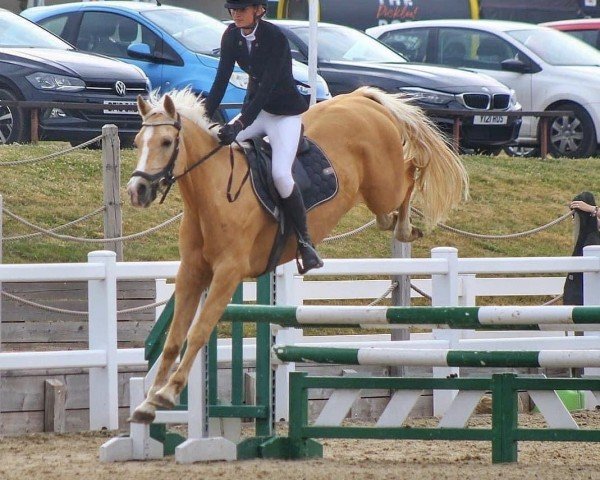 stallion Kaleo van Orchid's (Nederlands Rijpaarden en Pony, 2017, from Kanshebber)