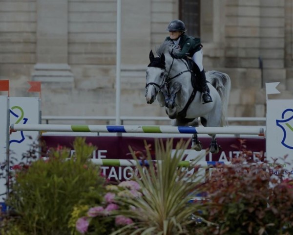 jumper Nows The Time (anglo european sporthorse, 2012)