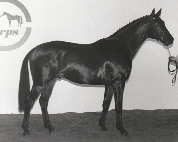 stallion Expensive (Nederlands Rijpaarden en Pony, 1991, from Enrico AA)