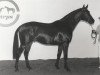 stallion Expensive (Nederlands Rijpaarden en Pony, 1991, from Enrico AA)