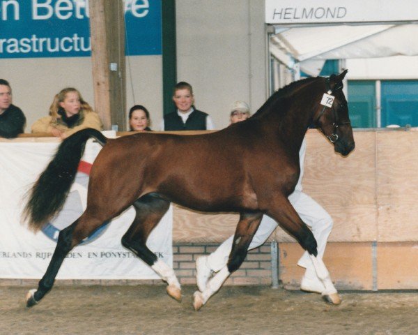 stallion Conway (Nederlands Rijpaarden en Pony, 1997, from Conrad)