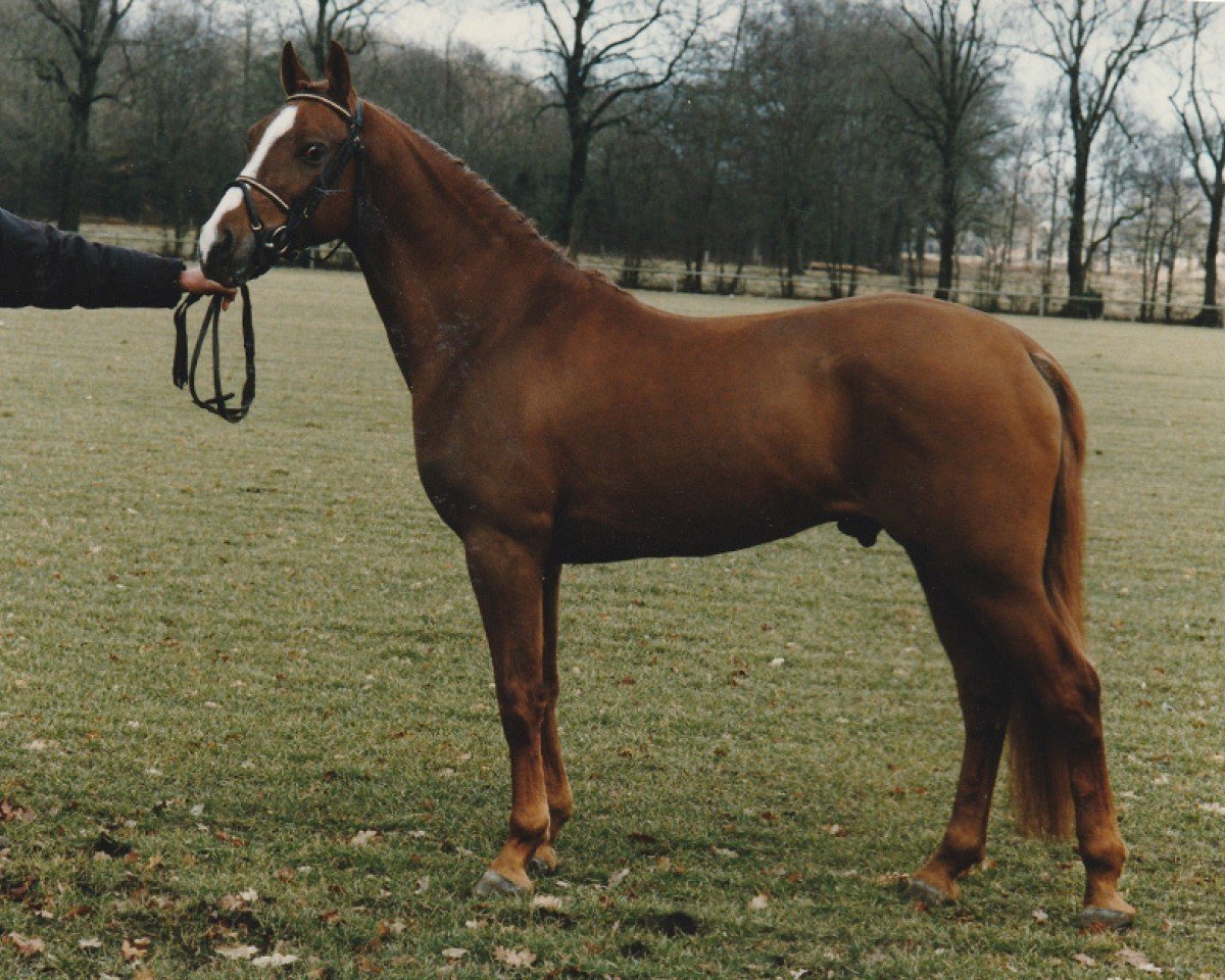 stallion Conrad (Nederlands Rijpaarden en Pony, 1992, from Condor ox)