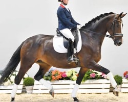 Dressurpferd So Mooi (Oldenburger, 2014, von Dressage Royal)