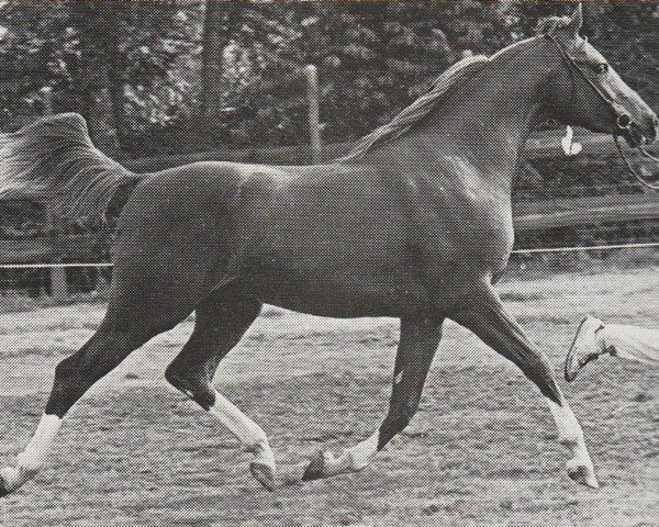 Deckhengst Apollo van Heel ox (Vollblutaraber, 1980, von Abdullah 1975 ox)