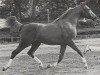 stallion Apollo van Heel ox (Arabian thoroughbred, 1980, from Abdullah 1975 ox)