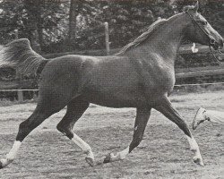 stallion Apollo van Heel ox (Arabian thoroughbred, 1980, from Abdullah 1975 ox)