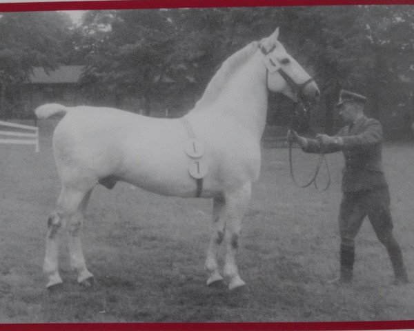 Deckhengst Ebro SN 905 (Mo) (Schweres Warmblut, 1945, von Egoist SN 543)