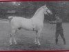 Deckhengst Ebro SN 905 (Mo) (Schweres Warmblut, 1945, von Egoist SN 543)