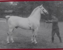 stallion Ebro SN 905 (Mo) (Heavy Warmblood, 1945, from Egoist SN 543)