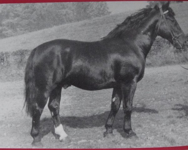 stallion Gelimar Mo 1075 (Oldenburg, 1952, from Goldemar 4012)