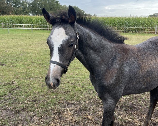 Fohlen von Abby vom Westerfeld (Westfale, 2024, von Agalord)