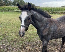 Fohlen Abby vom Westerfeld (Westfale, 2024, von Agalord)